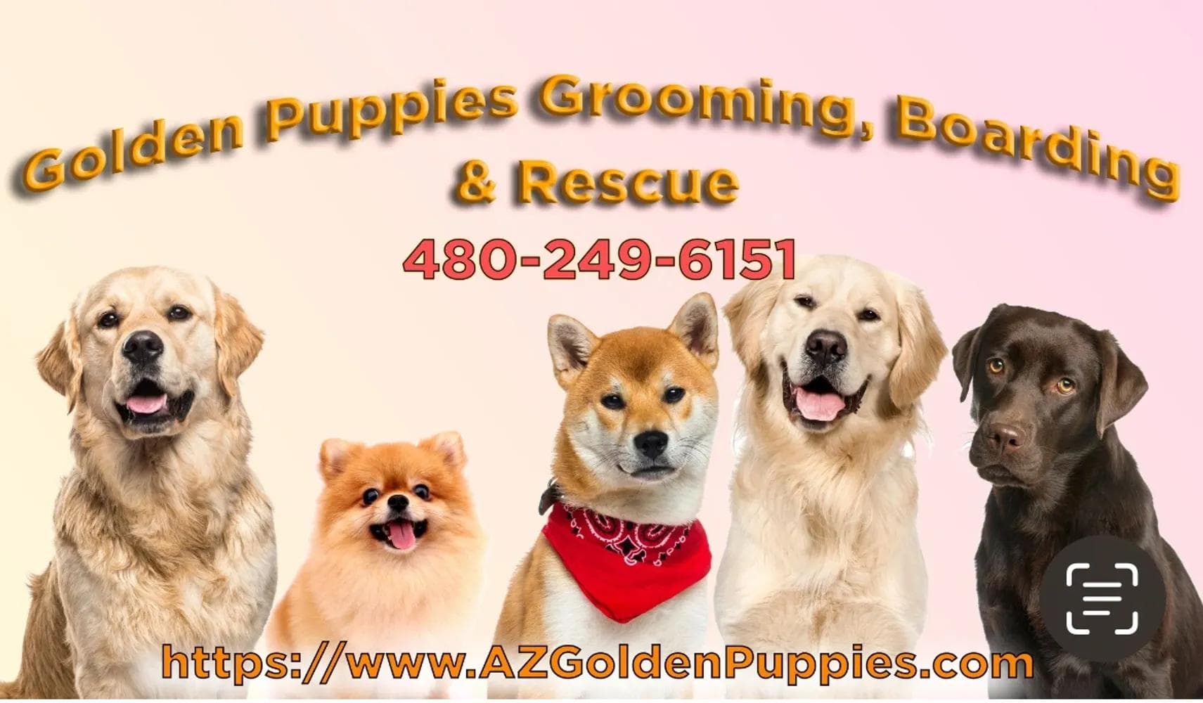 Golden Puppies