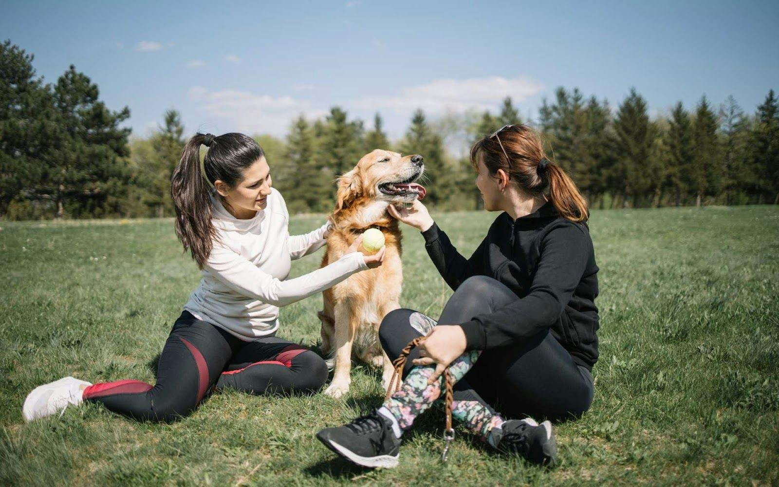 Dog Boarding Near Daly City, CA: The Perfect Solution for Traveling Dog Owners