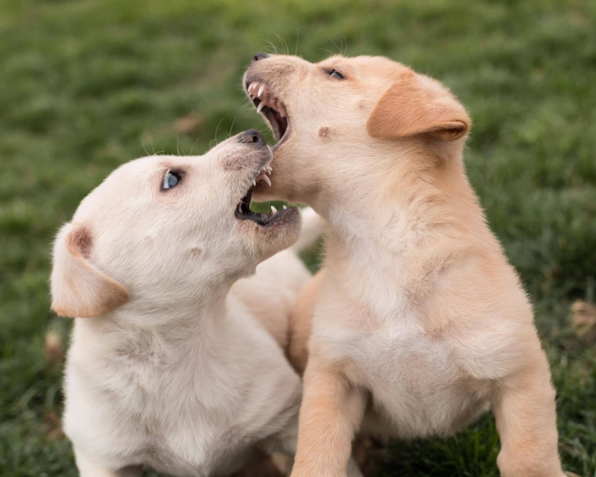 Wagging Tails Pet Resort