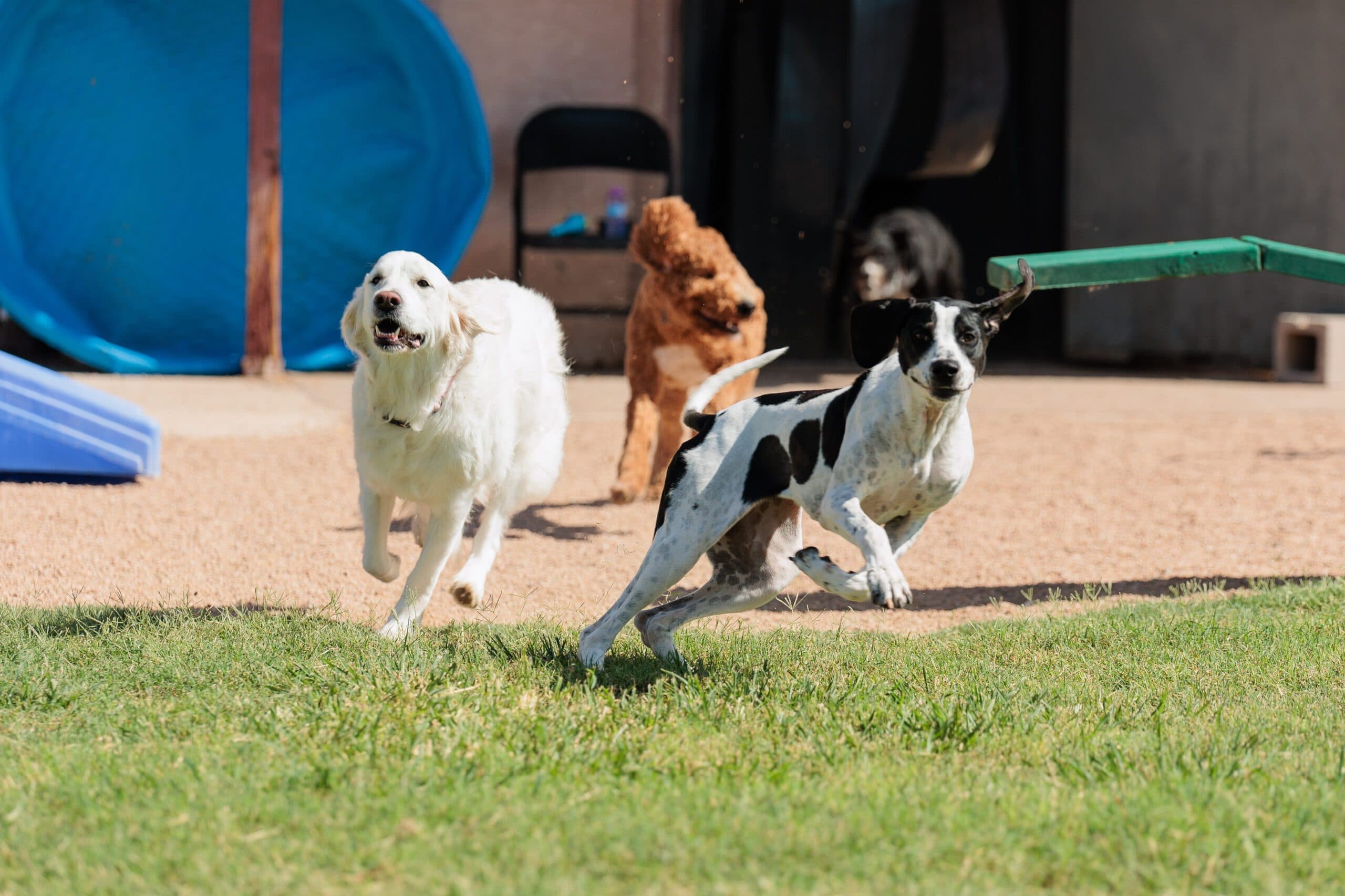 AZ Canine Centers