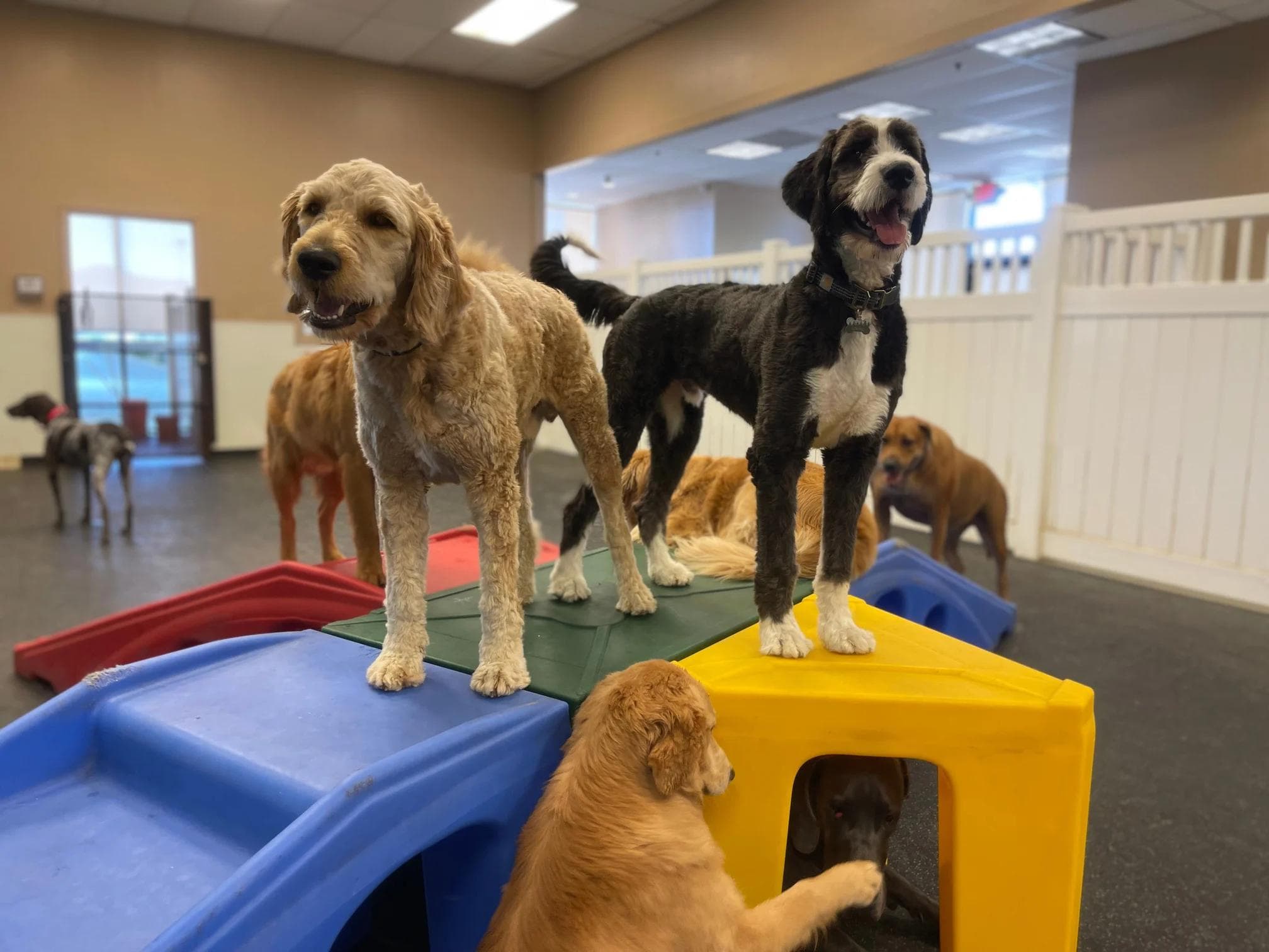 HeartStrings Pet Resort and Daycare